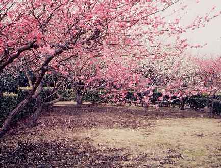 円行公園内の梅の写真です
