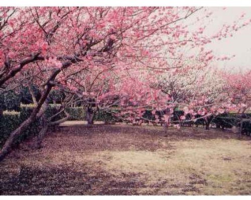円行公園の梅林の写真です。
