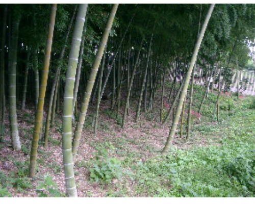 円行公園の竹林の写真です。
