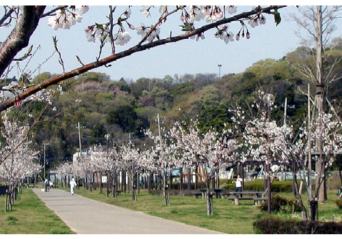 桜並木の写真です。