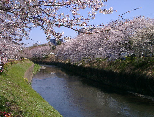 引地川沿いに咲く桜風景です。