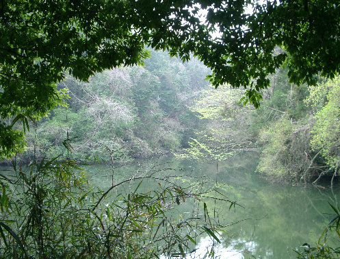 新林公園の川名大池の写真です。