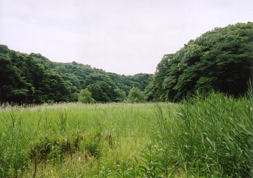 里地・里山の貴重な動植物の保全が進む川名清水谷戸