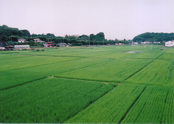 のどかに広がる引地川沿いの田園風景=大庭