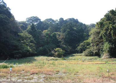 緑を保全する取り組みが進む川名緑地