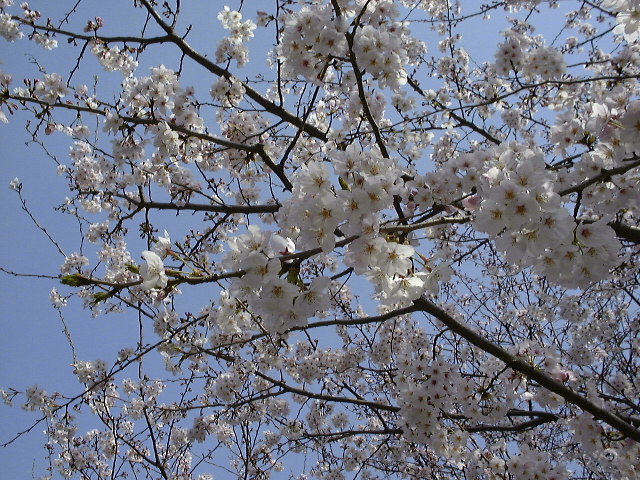 桜