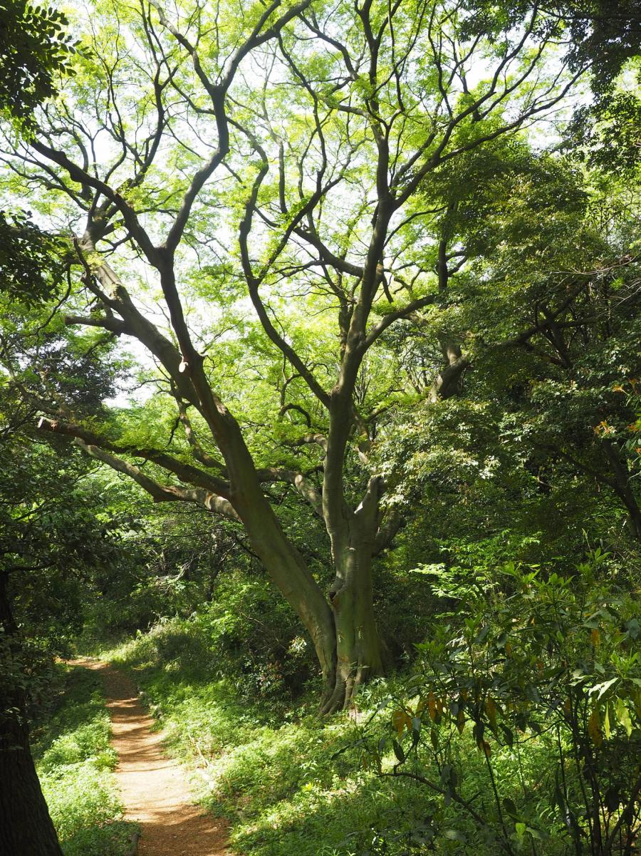 保存樹林（稲荷）