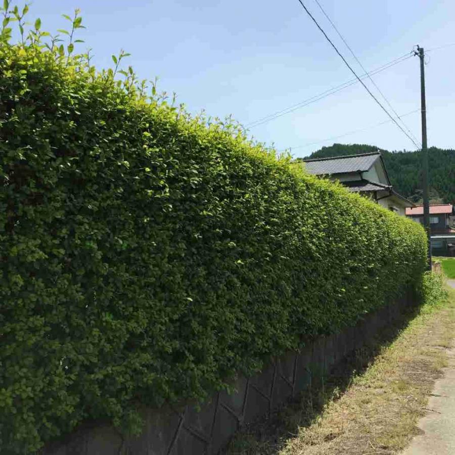 保存生垣（イメージ）