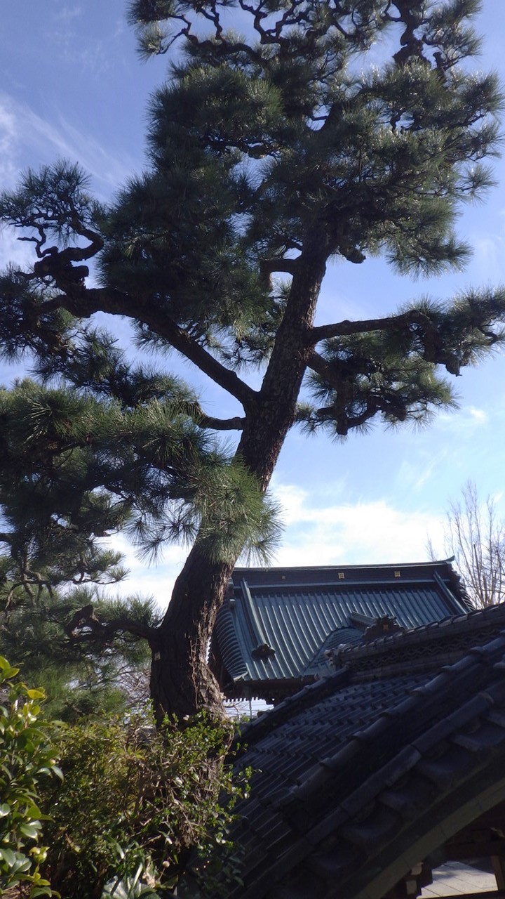 保存樹木（龍口寺）タテ