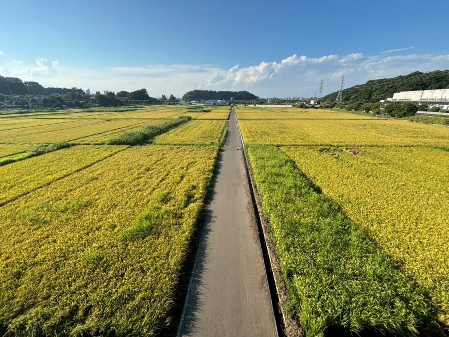 田んぼ