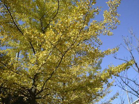 銀杏の紅葉