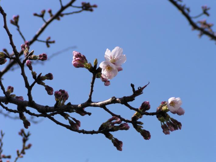 桜のつぼみ