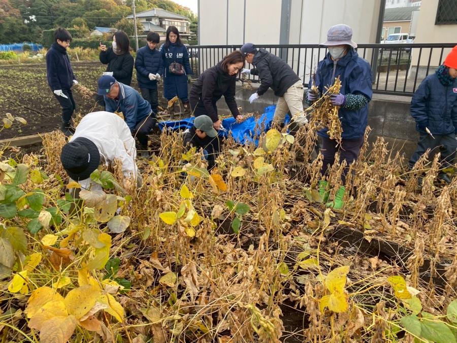 大豆収穫