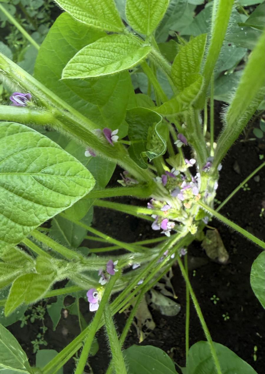 大豆の花