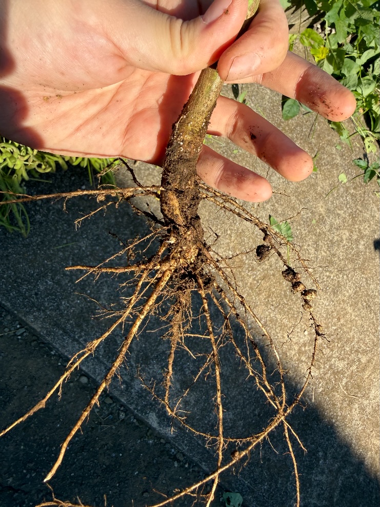 大豆根粒菌