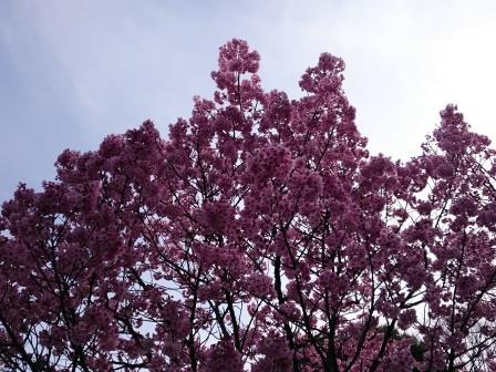 sakura