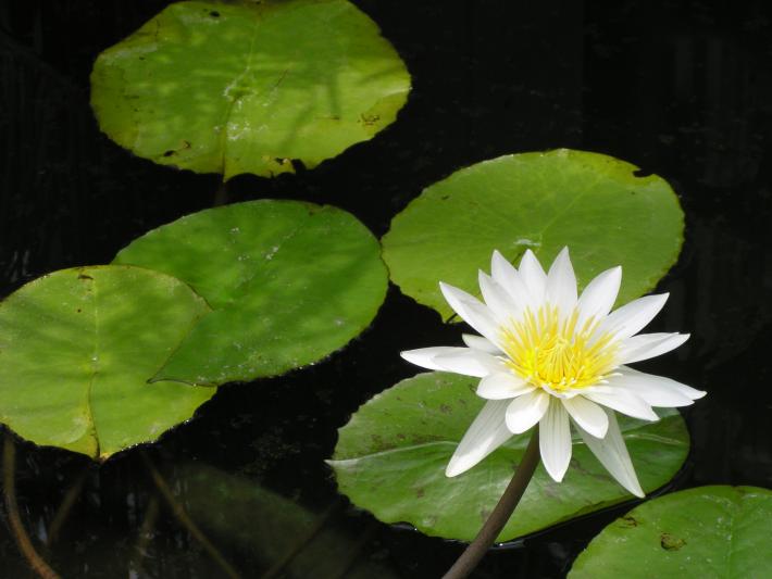 スイレンの花