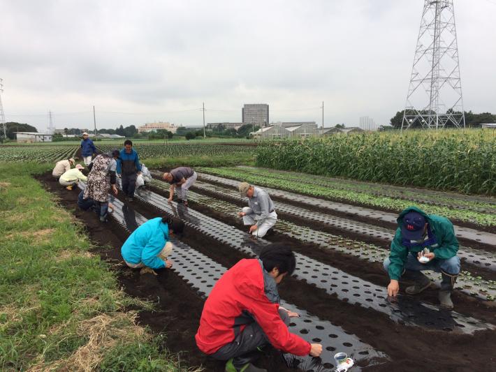 種まき作業