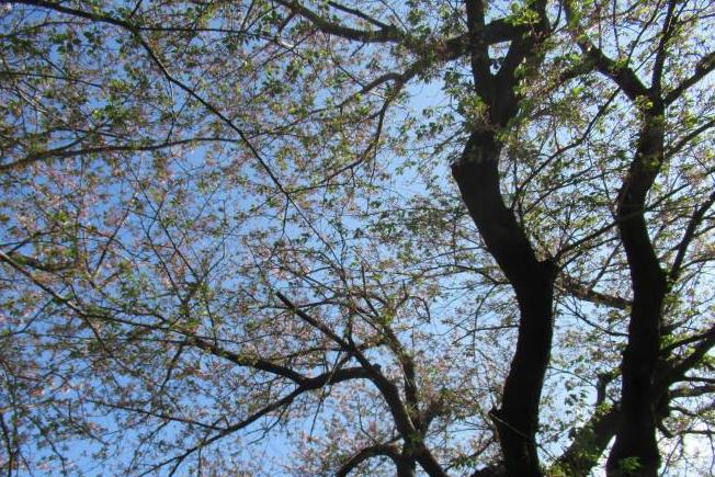 大越小葉桜