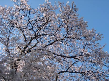 sakura
