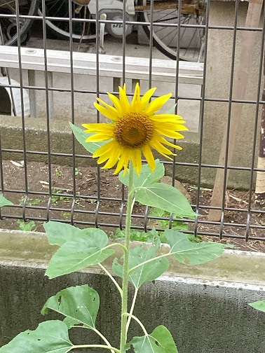 ヒマワリ