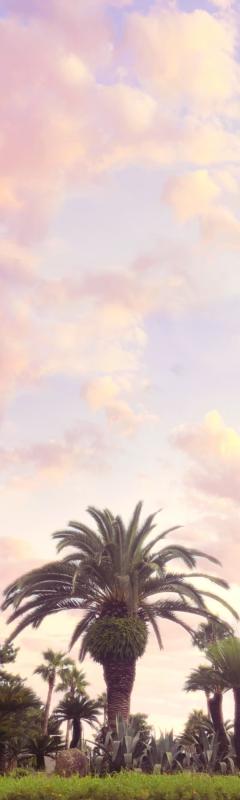 ヤシ2