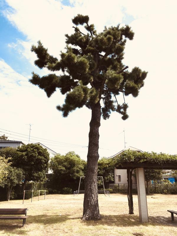 松