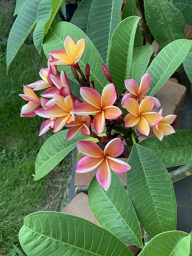 purumeria