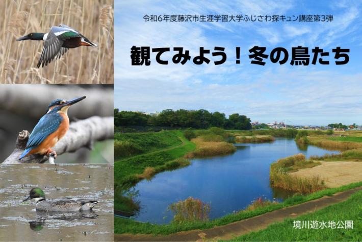 観てみよう！冬の鳥たち、画像をクリック