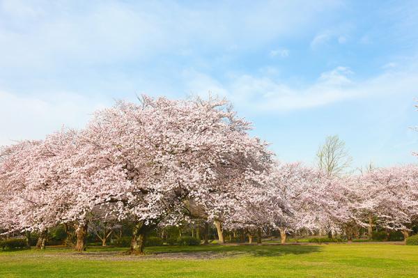 大庭城址公園
