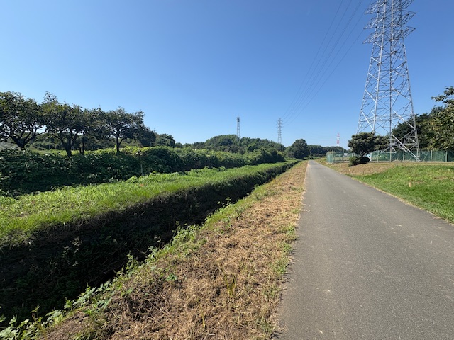 彼岸花0918