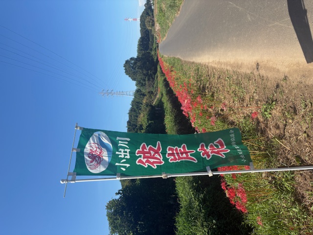 彼岸花0926