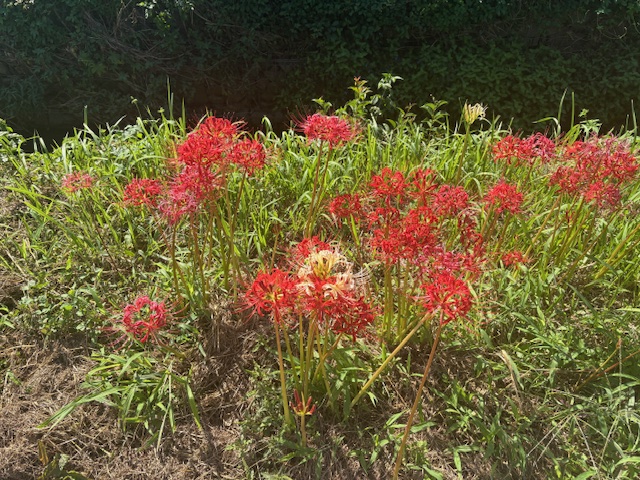 彼岸花09262