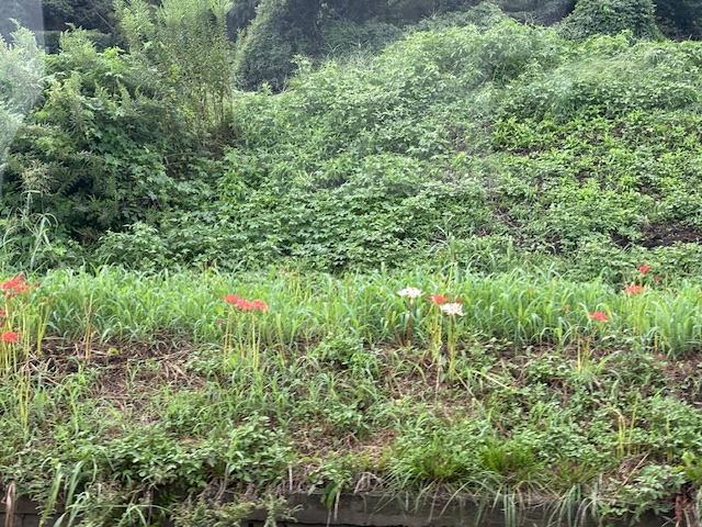 彼岸花9/19