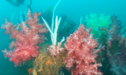 ソフトコーラル