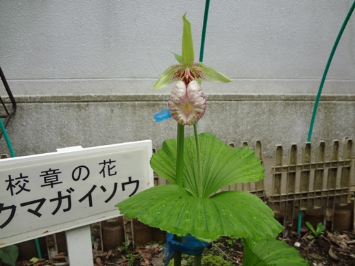 62_秋葉台中学校 ポスト_58_秋葉台中_メイン_2