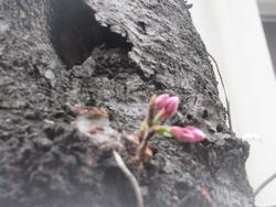 桜のつぼみ
