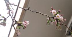 桜の花