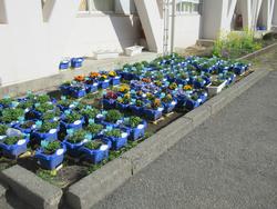 鉢植え1