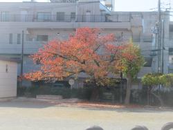 校庭の桜が紅葉している