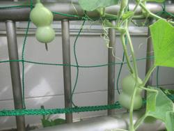ひょうたん2
