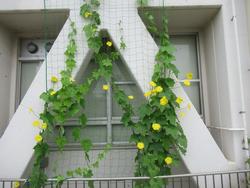 グリーンカーテン