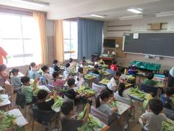 とうもろこしの皮むき3