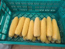おいしそうなとうもろこし