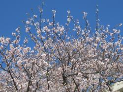 桜の花