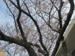 桜1
