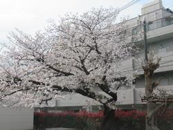 桜2