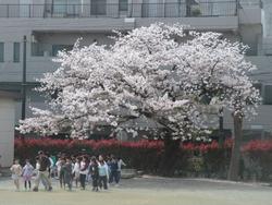 桜を観察する子どもたち