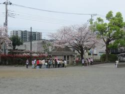 校庭で春を見つける2年生