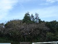 鬼山